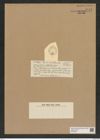 Asteromphalus antarcticus Castrac. (de-Toni-Nr.: Genus 236, Species 5706) Zeichnungen Sammlung Grunow Nr. 9713 (NHMW-BOT-W0379656)